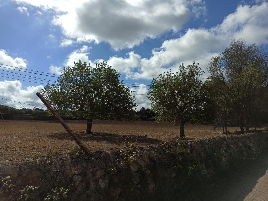 21000m2 plot with old ruin Son Proenç Felanitx