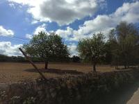 21000m2 plot with old ruin Son Proenç Felanitx