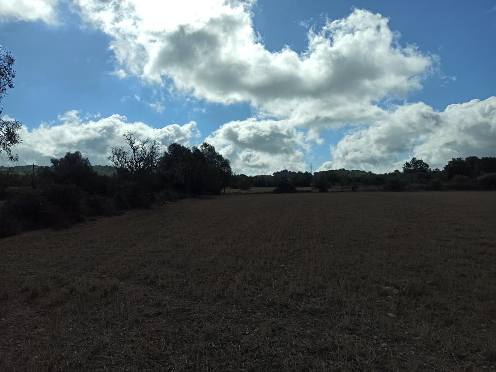 21000m2 plot with old ruin Son Proenç Felanitx