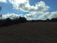 21000m2 plot with old ruin Son Proenç Felanitx