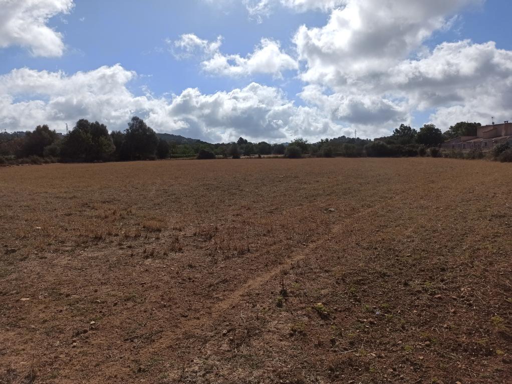 21000m2 plot with old ruin Son Proenç Felanitx