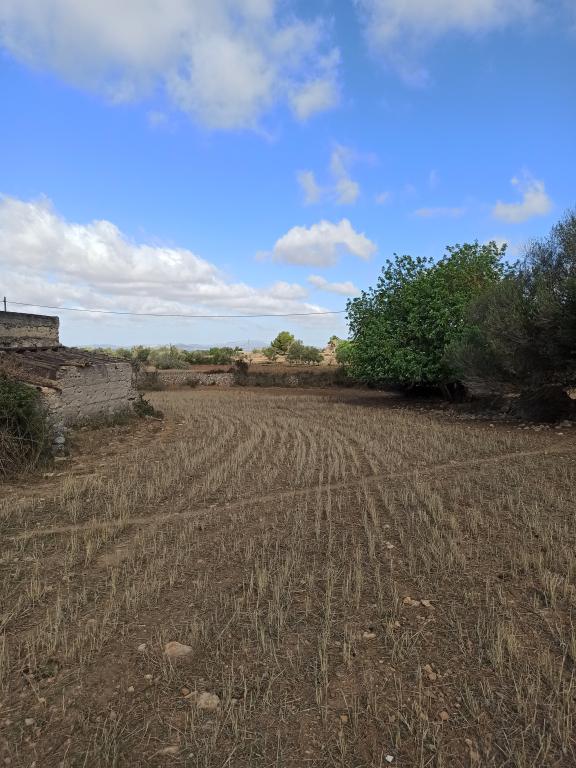 21000m2 plot with old ruin Son Proenç Felanitx