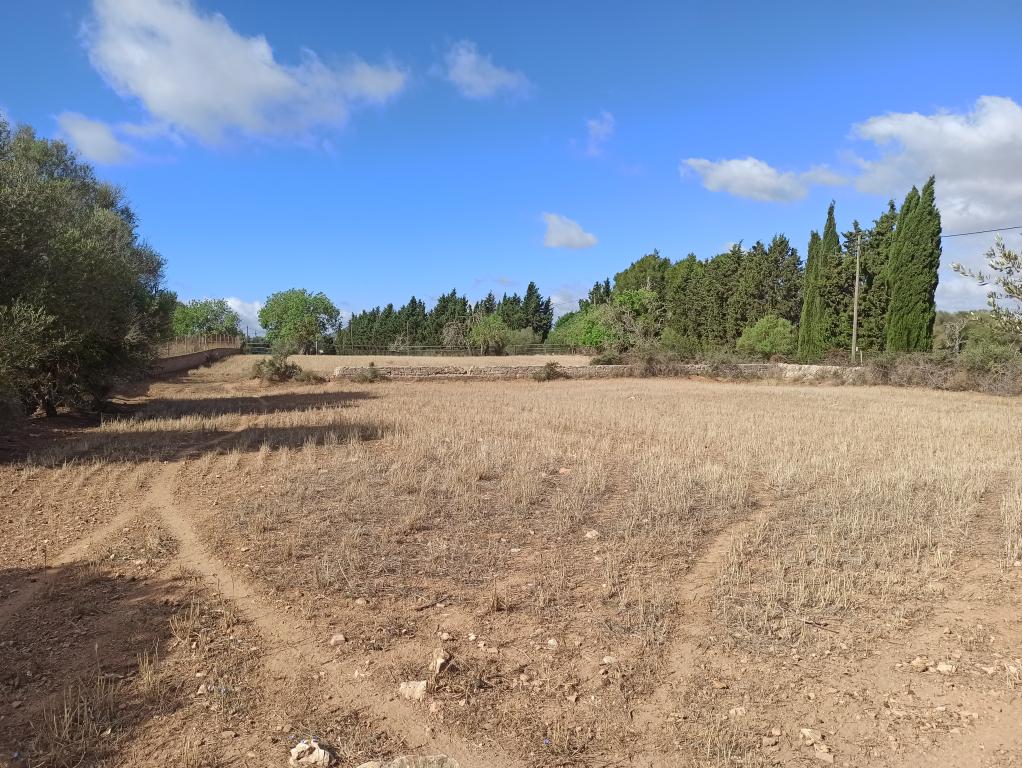 21000m2 plot with old ruin Son Proenç Felanitx