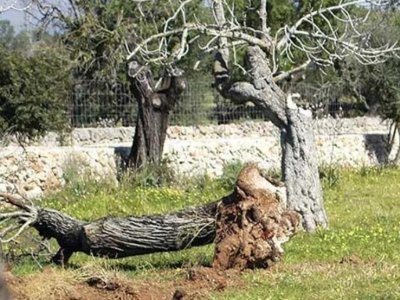Cut down dead almond trees.