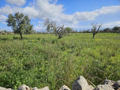 Building plot in Santa Margalida, Mallorca