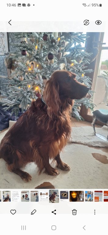 Deluxe dog care, dog sitting, dog boarding, cat sitting, family-based pet care