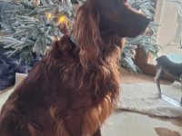 Deluxe dog care, dog sitting, dog boarding, cat sitting, family-based pet care