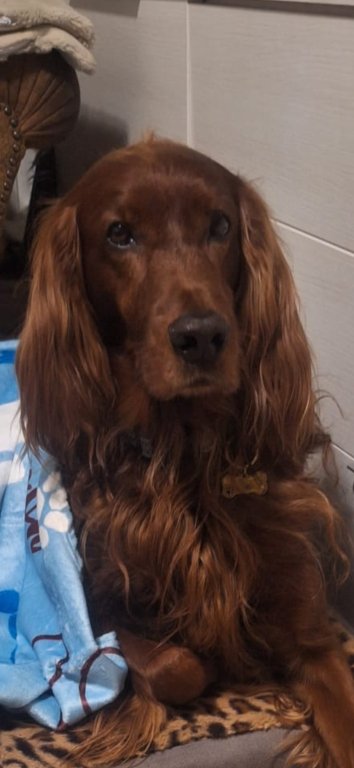 Deluxe dog care, dog sitting, dog boarding, cat sitting, family-based pet care