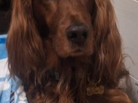 Deluxe dog care, dog sitting, dog boarding, cat sitting, family-based pet care