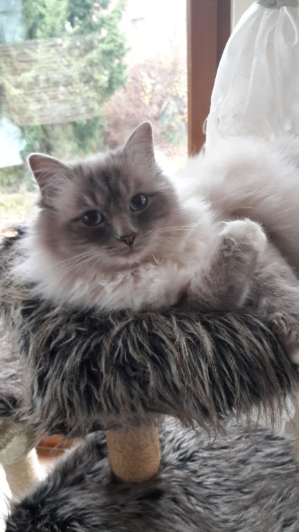 Deluxe dog care, dog sitting, dog boarding, cat sitting, family-based pet care