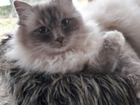 Deluxe dog care, dog sitting, dog boarding, cat sitting, family-based pet care