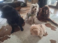 Deluxe dog care, dog sitting, dog boarding, cat sitting, family-based pet care