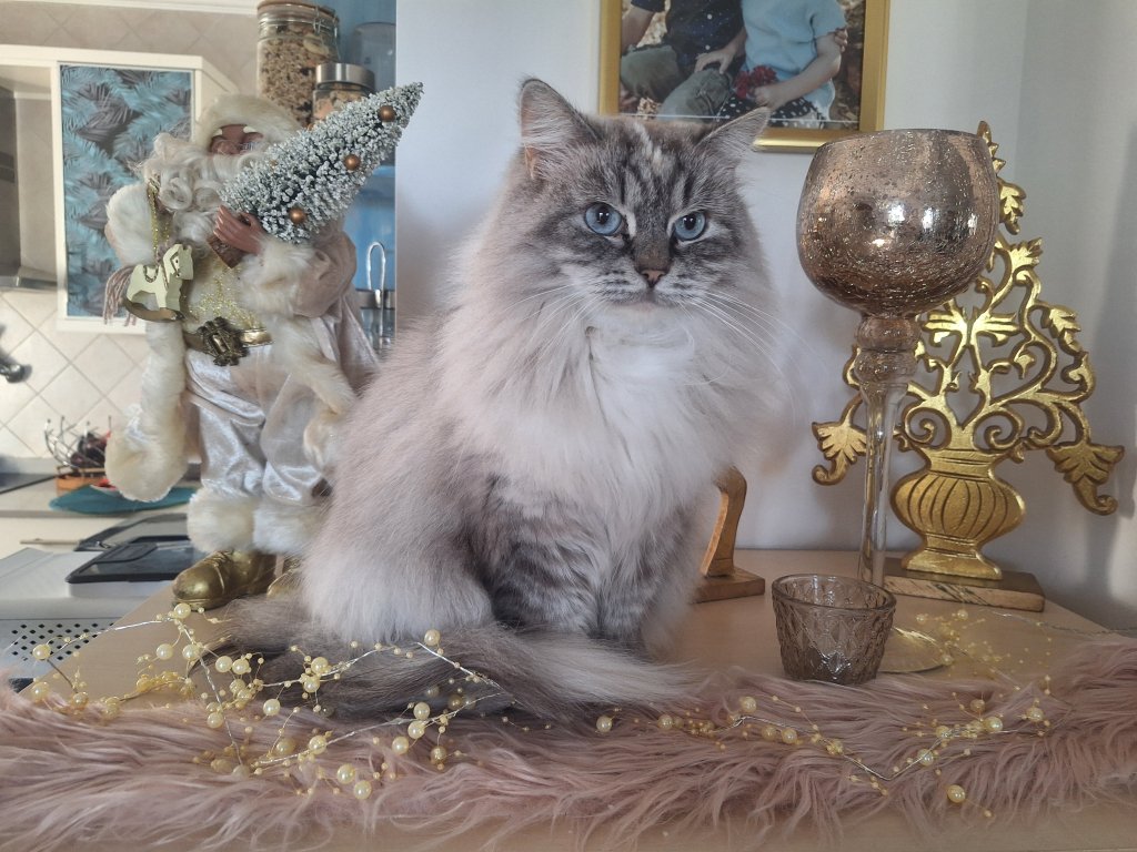 Deluxe dog care, dog sitting, dog boarding, cat sitting, family-based pet care