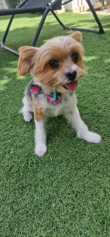 Deluxe dog care, dog sitting, dog boarding, cat sitting, family-based pet care