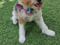 Deluxe dog care, dog sitting, dog boarding, cat sitting, family-based pet care