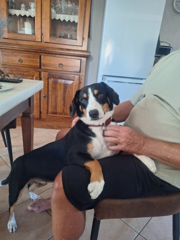 Deluxe dog care, dog sitting, dog boarding, cat sitting, family-based pet care