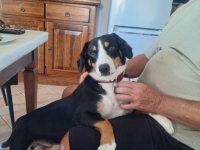 Deluxe dog care, dog sitting, dog boarding, cat sitting, family-based pet care