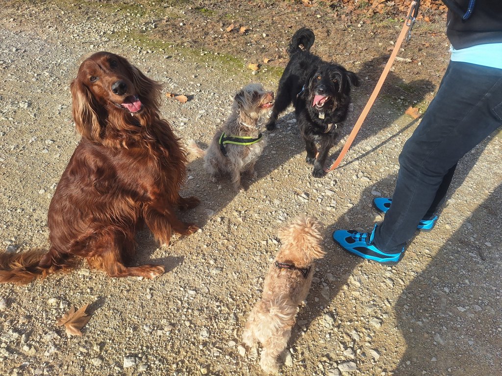 Deluxe dog care, dog sitting, dog boarding, cat sitting, family-based pet care