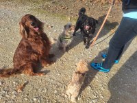 Deluxe dog care, dog sitting, dog boarding, cat sitting, family-based pet care