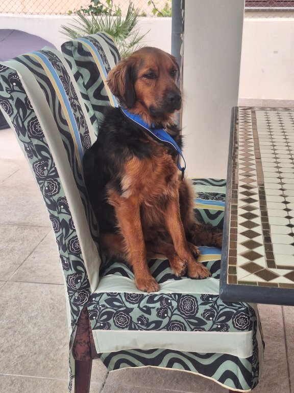 Deluxe dog care, dog sitting, dog boarding, cat sitting, family-based pet care