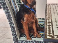 Deluxe dog care, dog sitting, dog boarding, cat sitting, family-based pet care