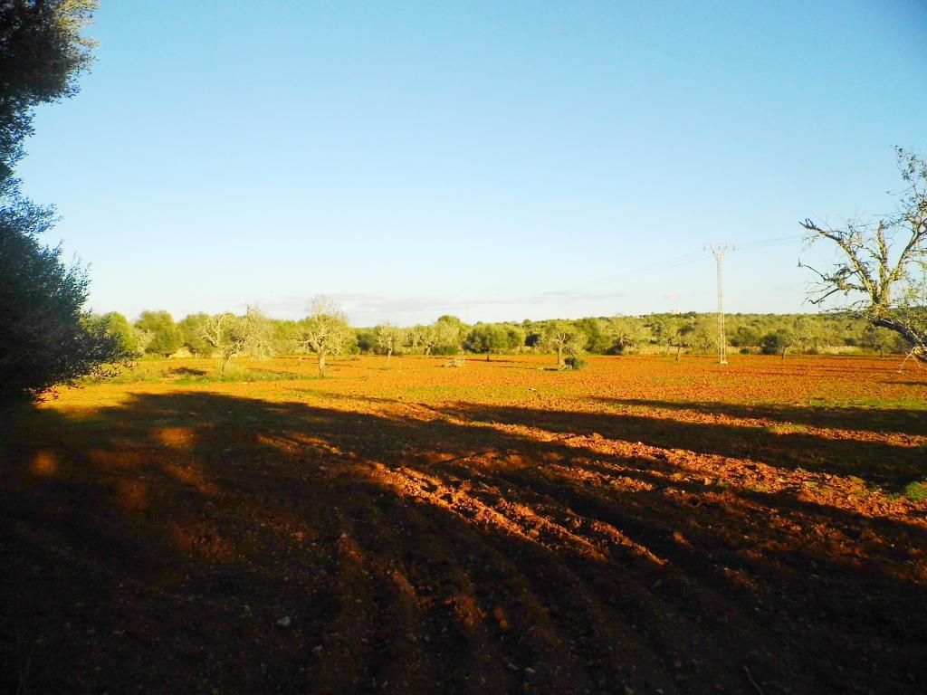 Flat plot with project near Ses Salines - LLombards --- T 07 VK