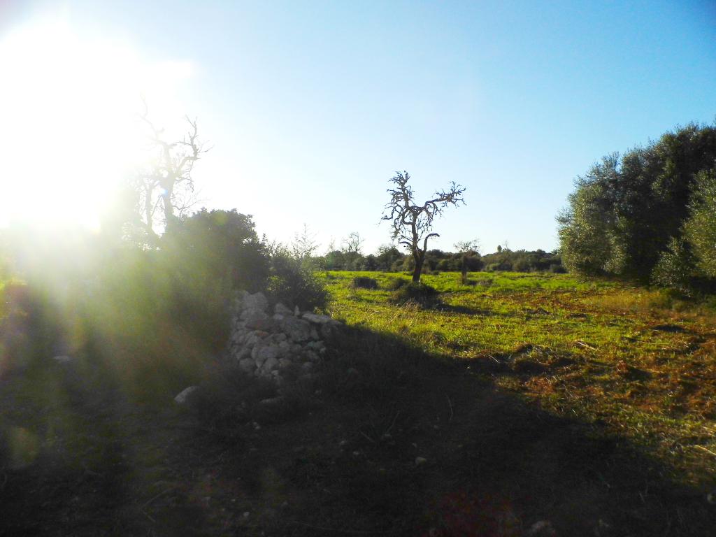 Flat plot with project near Ses Salines - LLombards --- T 07 VK