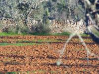 Flat plot with project near Ses Salines - LLombards --- T 07 VK