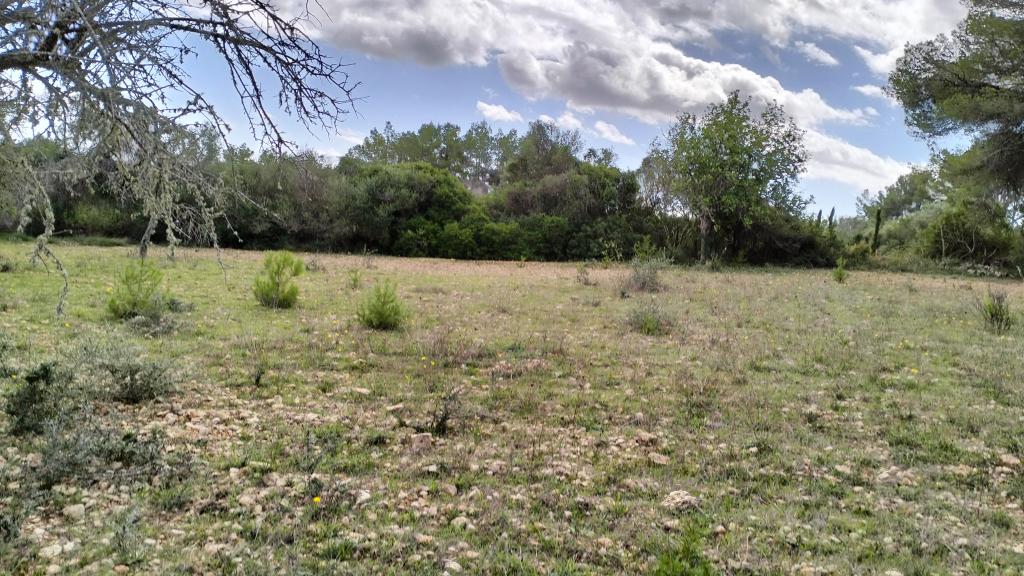 FELANITX: Rural building plot 43,000 m2 with stone wall