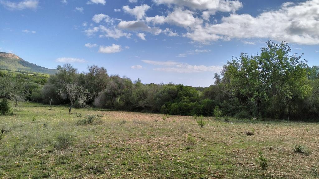 FELANITX: Rural building plot 43,000 m2 with stone wall