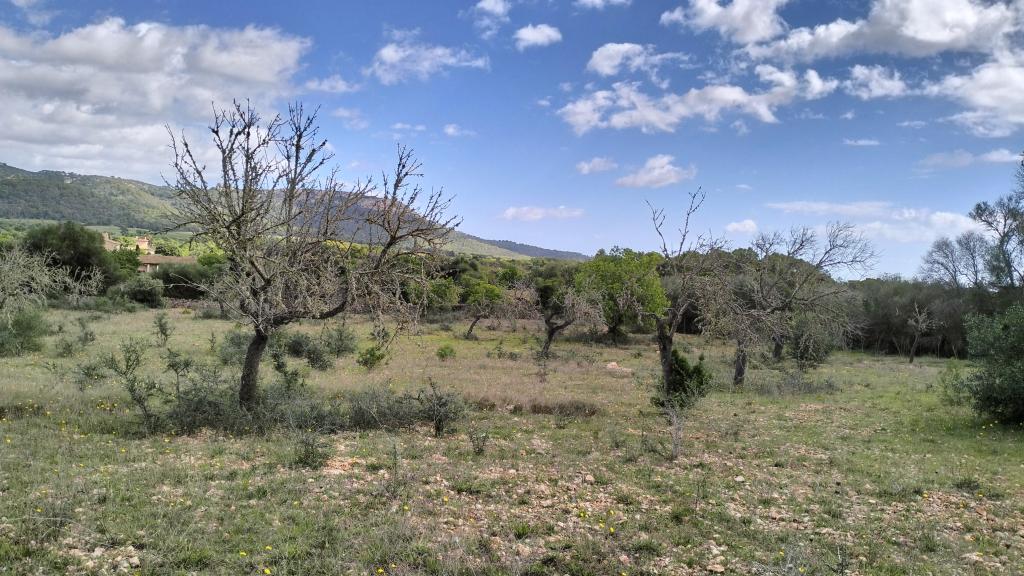 FELANITX: Rural building plot 43,000 m2 with stone wall