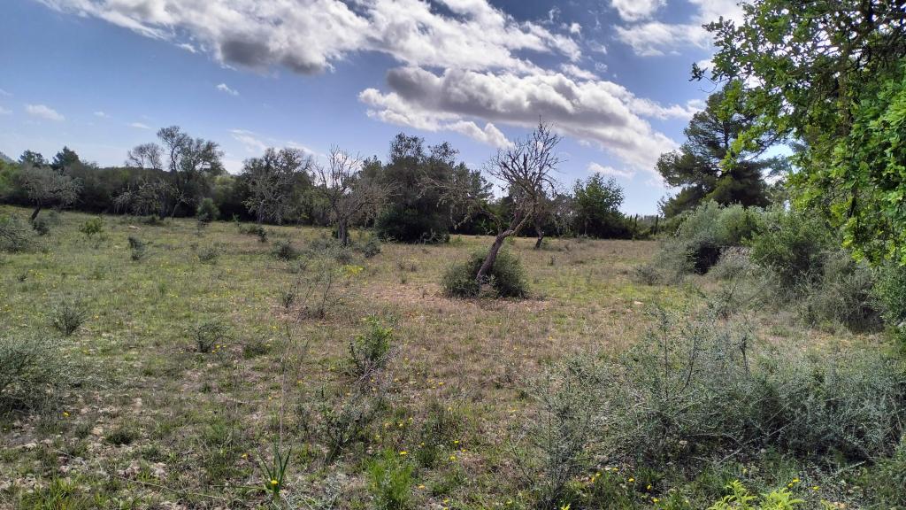 FELANITX: Rural building plot 43,000 m2 with stone wall