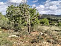 FELANITX: Rural building plot 43,000 m2 with stone wall