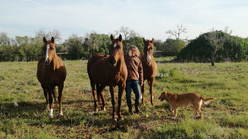 Cuidado navideño para caballos, perros, gatos, etc.