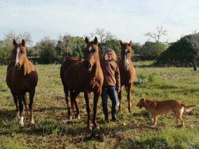 Cuidado navideño para caballos, perros, gatos, etc.