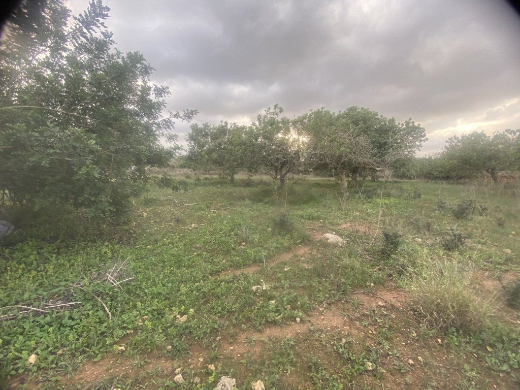 Finca 7600m con generador, en santa margalida