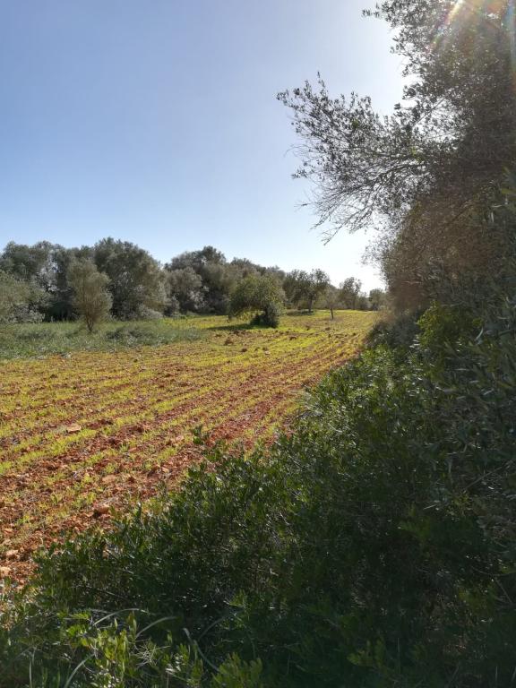 Large plot of land near Campos - Santanyi --- T 06 VK