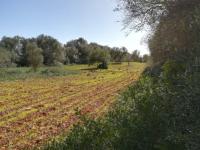 Large plot of land near Campos - Santanyi --- T 06 VK
