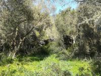 Large plot of land near Campos - Santanyi --- T 06 VK