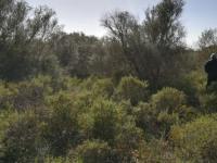 Large plot of land near Campos - Santanyi --- T 06 VK