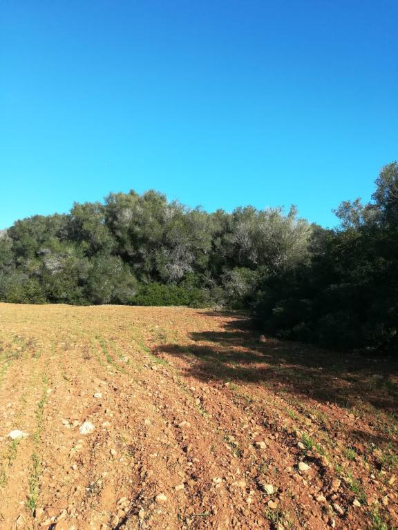 Large plot of land near Campos - Santanyi --- T 06 VK
