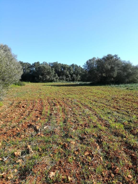 Large plot of land near Campos - Santanyi --- T 06 VK