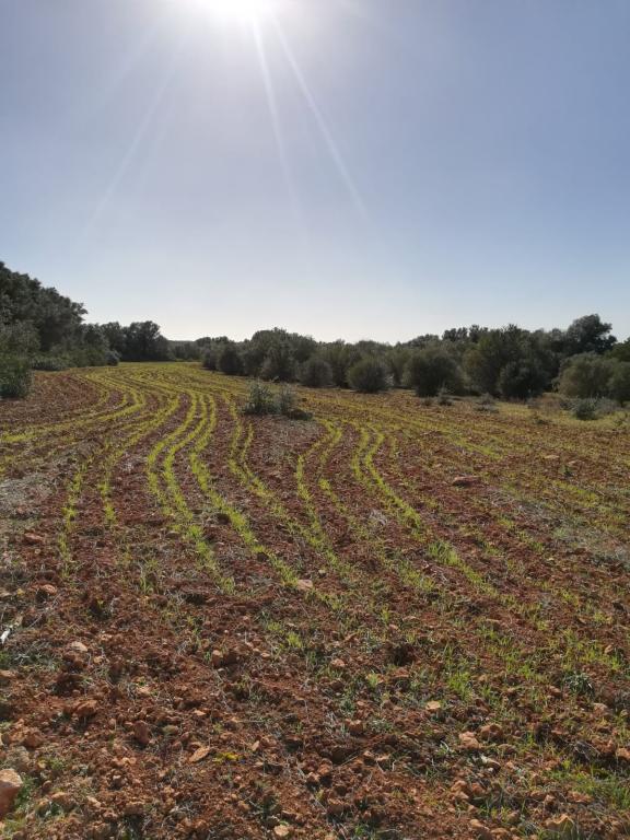 Large plot of land near Campos - Santanyi --- T 06 VK