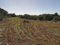 Large plot of land near Campos - Santanyi --- T 06 VK