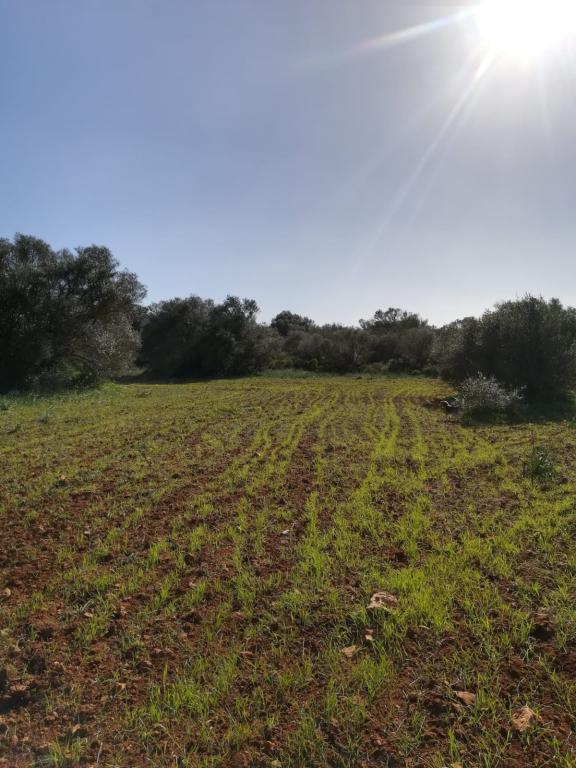 Large plot of land near Campos - Santanyi --- T 06 VK