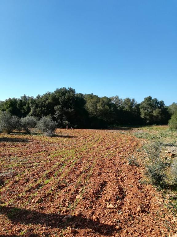 Large plot of land near Campos - Santanyi --- T 06 VK