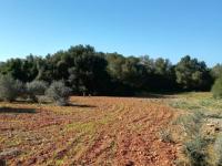 Large plot of land near Campos - Santanyi --- T 06 VK