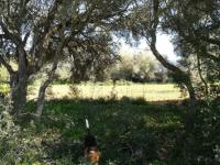 Large plot of land near Campos - Santanyi --- T 06 VK
