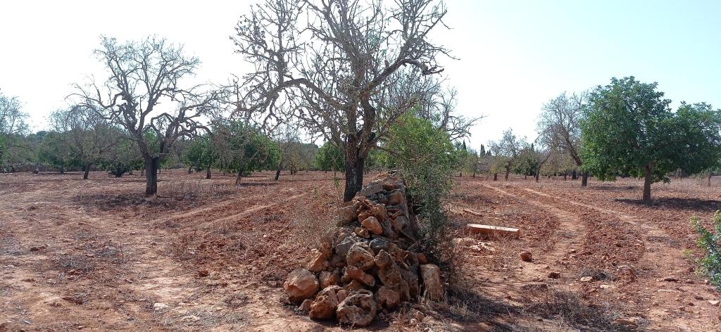 Large plot between Cas Concos and Santanyi --- T 22 CM