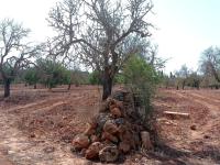 Large plot between Cas Concos and Santanyi --- T 22 CM